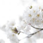 white-flowers-background-1